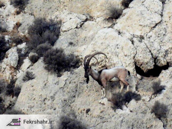 محیط زیست: آغاز سرشماری سالانه پستانداران شاخص منطقه حفاظتشده کوه بیرمی + عکس محیط زیست: آغاز سرشماری سالانه پستانداران شاخص منطقه حفاظتشده کوه بیرمی + عکس