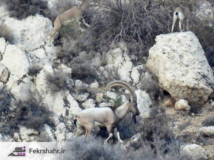 محیط زیست: آغاز سرشماری سالانه پستانداران شاخص منطقه حفاظتشده کوه بیرمی + عکس محیط زیست: آغاز سرشماری سالانه پستانداران شاخص منطقه حفاظتشده کوه بیرمی + عکس