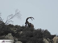 محیط زیست: آغاز سرشماری سالانه پستانداران شاخص منطقه حفاظت‌شده کوه بیرمی + عکس