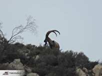 محیط زیست: آغاز سرشماری سالانه پستانداران شاخص منطقه حفاظت‌شده کوه بیرمی + عکس