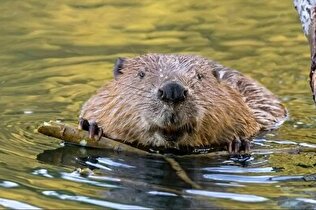 پاسخ علم به معمای تک‌همسری / انسان‌ها رتبه چندم را در وفاداری بین پستانداران دارند