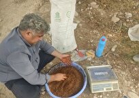 اجرای دو طرح تحقیقاتی علمی برای بهبود تولید گندم در بوشهر