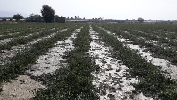 خسارت ۶۰ تا ۱۰۰ درصدی تگرگ به محصول گوجهفرنگی مزارع بخش بردخون خسارت ۶۰ تا ۱۰۰ درصدی تگرگ به محصول گوجهفرنگی مزارع بخش بردخون