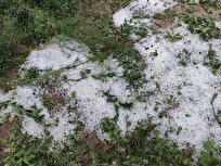 خسارت ۶۰ تا ۱۰۰ درصدی تگرگ به محصول گوجه‌فرنگی مزارع بخش بردخون