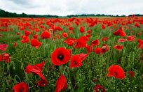 ماجرای واردات ۷۲ هزار میلیارد تومان تریاک چیست؟