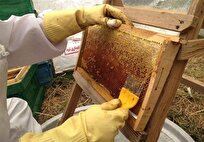 جهادکشاورزی: میزان تولید عسل امسال در استان بوشهر