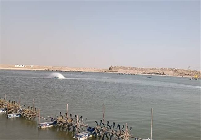 پیش بینی شیلات از میزان میگوی تولیدی در مزارع استان بوشهر